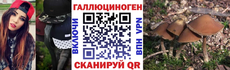 где купить   Остров  Псилоцибиновые грибы Psilocybine cubensis 